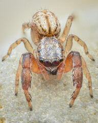 Closeup of Jumping spider – Dune Jumper (Marpissa nivoyi)