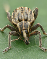 Portrait of a brown striped weevil (Hypera arator)