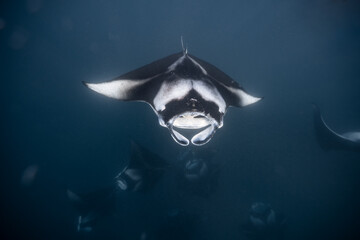 Manta ray Maldives