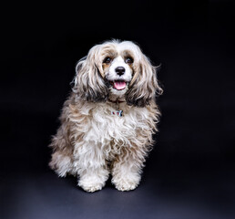 Studio portrait of adorable Chinese crested powder puff dog sitting and looking forward isolated on a black background. Rare-breed dog. A veterinary clinic or grooming salon advertising. Animal blog.