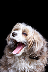 Сute dog yawns widely. Portrait of smiling Chinese crested powder puff dog against black background. Happy, excited, surprised emotional pet. Funny article illustration, grooming salon advertising.