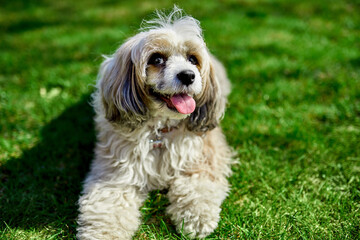 Curious Chinese crested powder puff dog laying on the grass. White fluffy fur, tongue out. Canine companionship, four-legged friend. Grooming salon advertising. Mock-up for dog adoption campaign.