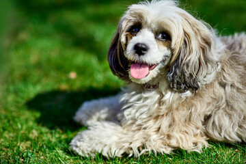 Adorable Chinese crested powder puff dog with its tongue out lying on a meadow. Close-up portrait of smiling playful doggy. Dog training. Image for dog adoption campaign. Animal blog or Grooming salon