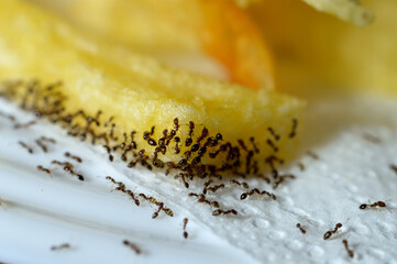 Large numbers  from ant colony picking up and transferring food of French fries from a white plate...