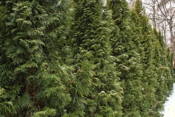Big decorative green hedge of thuja trees at backyard. Home garden design. Thuya plants for professional landscaping. Natural coniferous wall. Evergreen tui fence yard