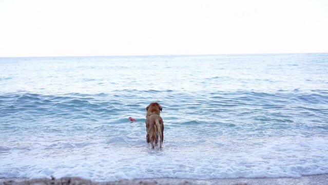 the dog is playing by the sea. Nova Scotia duck tolling retriever at blue water