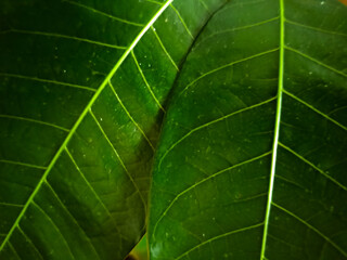 Mango leaves close-up