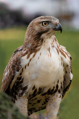 close up of a hawk