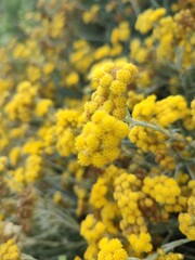 Doğadaki sarı çiçekler, Helichrysum angustifolium