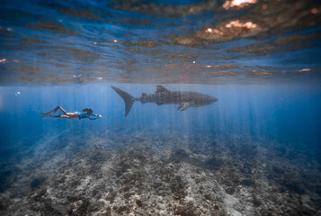 Whale shark snorkeling Maldives