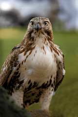 close up of a hawk