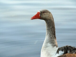 Marreco - Parque da cidade (BSB) - Brasil // Goose - City Park (BSB) - Brazil