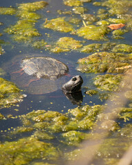 turtle in the water