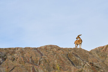 Mountain goat on top of a cliff.