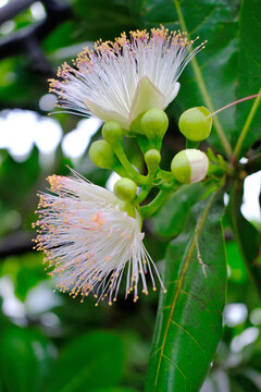 Albizia lebbeck, siris tree from mimosa family, common in India, Burma and Andaman Islands, East Indian walnut, plant of ayurveda and medicine