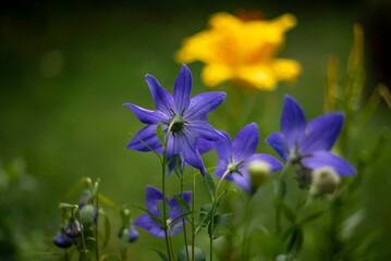 Unique eight-petal Carpathian blue bell (usual flower has 5 petals). Campanula Carpatica, Carpathian harebell or Tussock Bellflower from Carpathian Mountains, lavender-blue color, detailed streaks
