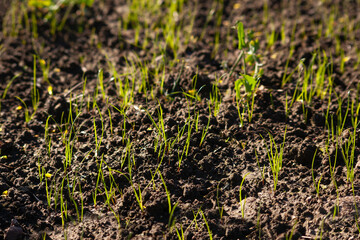  Young plant of wheat or cereal crop,.