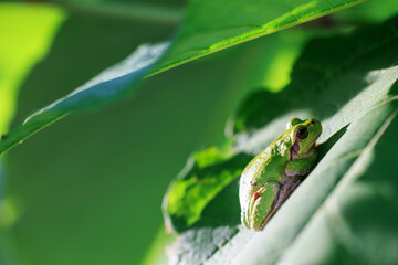 アマガエル