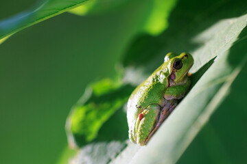 アマガエル