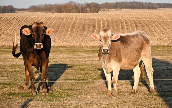 Two Brown Swiss Cows