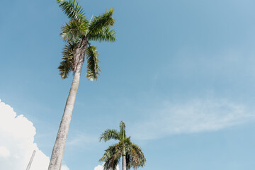Palm tree and blue sky at Georgetown in Penang, Malaysia