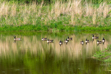 Naklejka na ściany i meble Canada Geese Swimming On The Park Pond During Spring Migration In Wisconsin