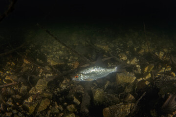 Rutilus roach during night dive. Roach is swimming on the bottom of the lake. Night dive in fresh...