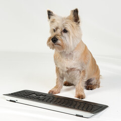 Adorable cairn terrier dog uses a computer keyboard isolated on white