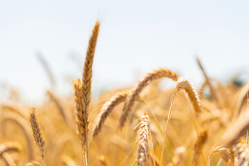 Fototapeta premium Rye field on sunny day, closeup. Close up of rye ears, field of rye in summer day