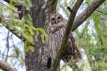 owl in tree