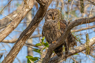 owl