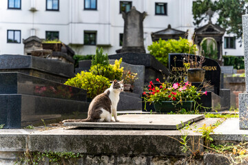 A cat in the Montmartre Cemetery, Montmartre district, where many famous artists are buried.