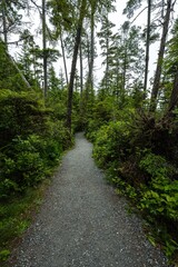 Fototapeta na wymiar Ancient Cedars Trail on Vancouver Island