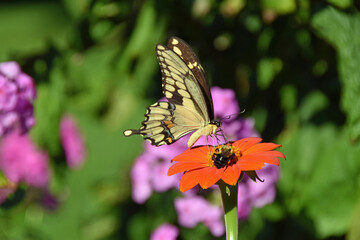 Giant Swallowtail butterfly (Papilio rumiko) and Bumblebee (Bombus) share a Mexican Sunflower (Tithonia)