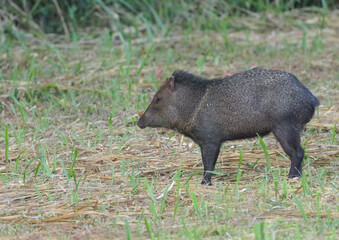 side view of a collared peccary at dusk in corcovado national park