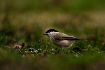 willow tit