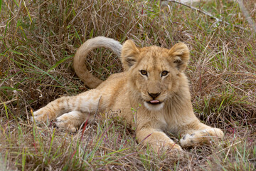 Obraz premium Baby Lion Bashful