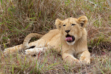Baby Lion Tongue