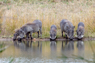 Warthogs Drinking