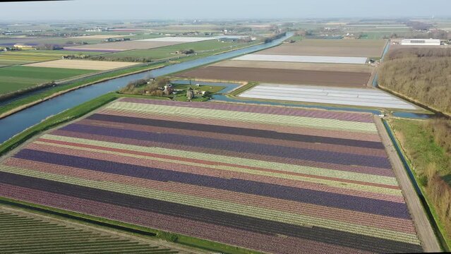 Aerial from flower fields and a historical windmill in the countryside from the Netherlands in spring