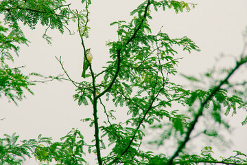 Observando o céu suiriri cinzento