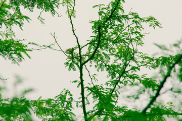 Chamando outros pássaro suiriri cinzento