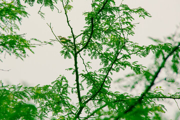 Pássaro cantador Suiriri Cinzento