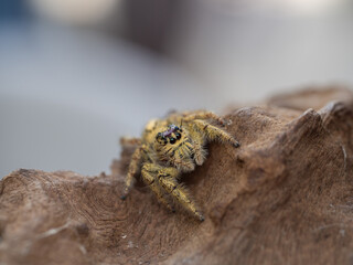 jumping spider on wood
