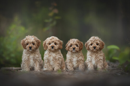 Four curly cavapoo dog puppies posing in summer forest. Family portrait. Mixed-breed dogs. Lots of puppies.