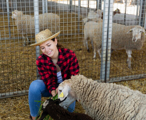 Young woman feeding fresh grass to sheeps in the animal pen