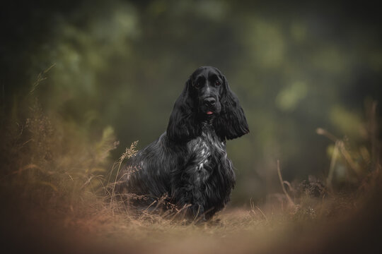 Cute English cocker-spaniel dog posing in dry summer forest