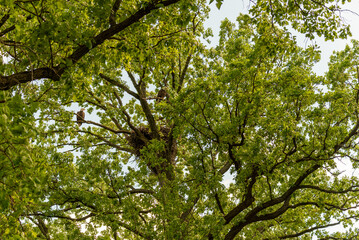 A Pair Of Bald Eagles Perched In A Tree Near Their Nest In Summer In Wisconsin