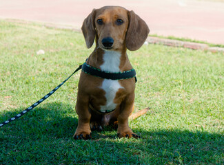 dachshund