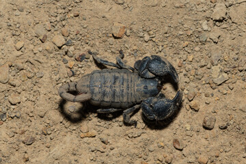A gorgeous Drakensberg Creeper (Opisthacanthus validus) on a cold winter's evening in the wild